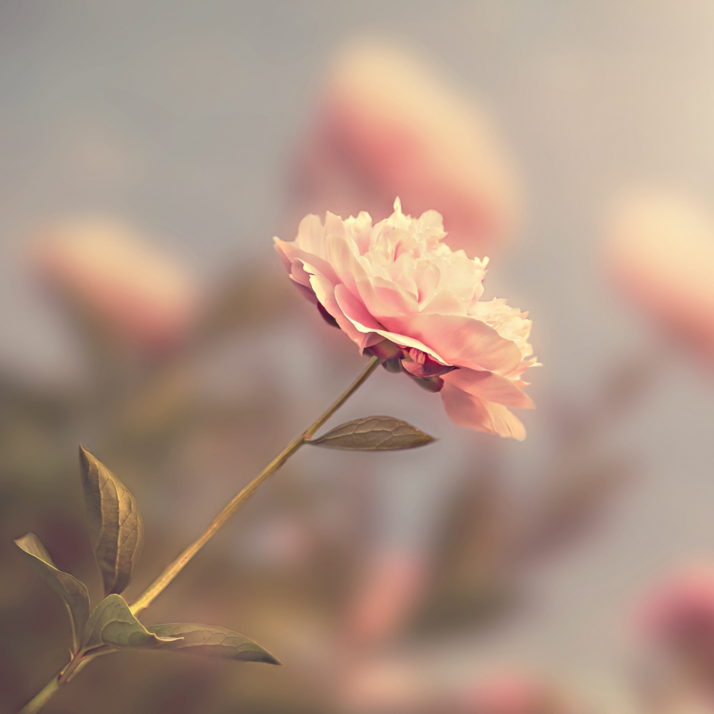 Rosa di Filare EdP 100 ml