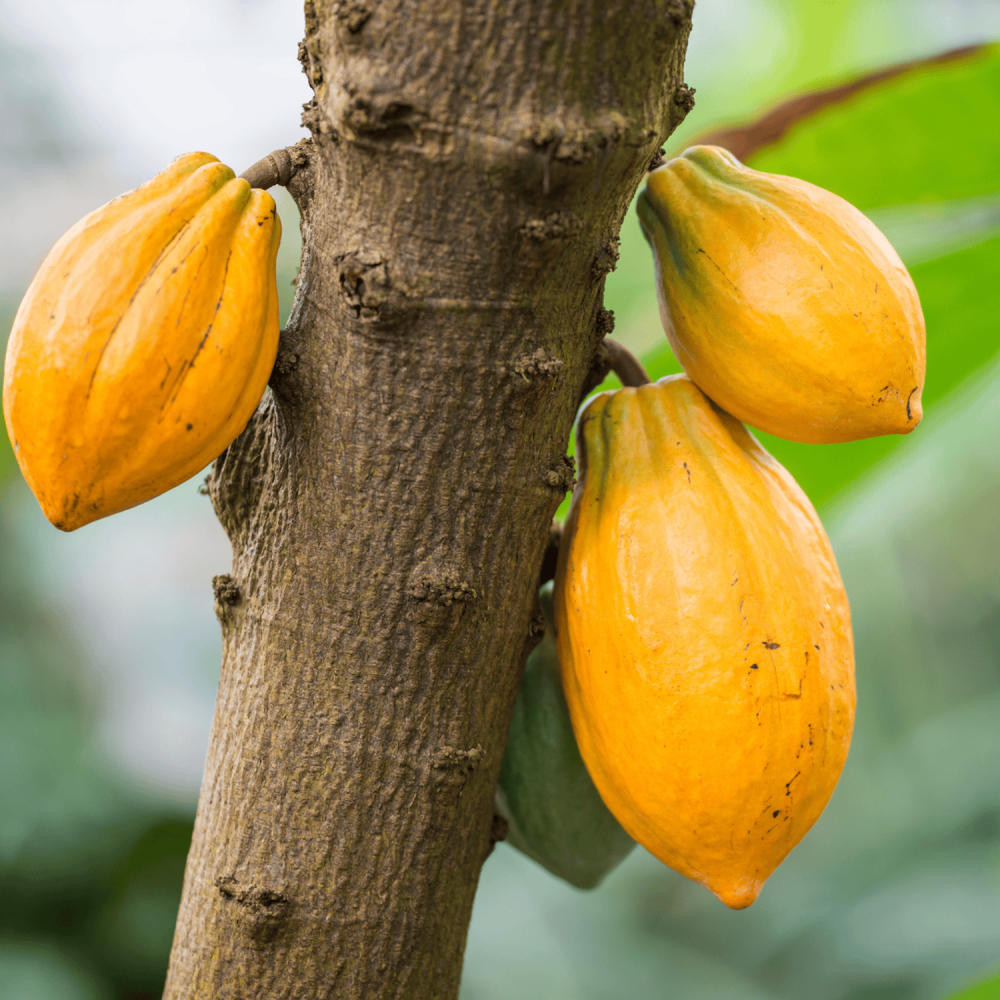 Cacao Azteque Extract de Parfum 50 ml