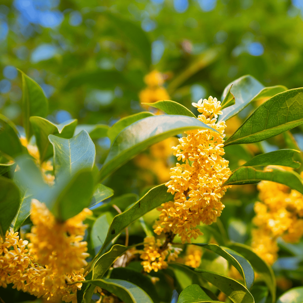 Absolue d'Osmanthe Extract de Parfum 50 ml