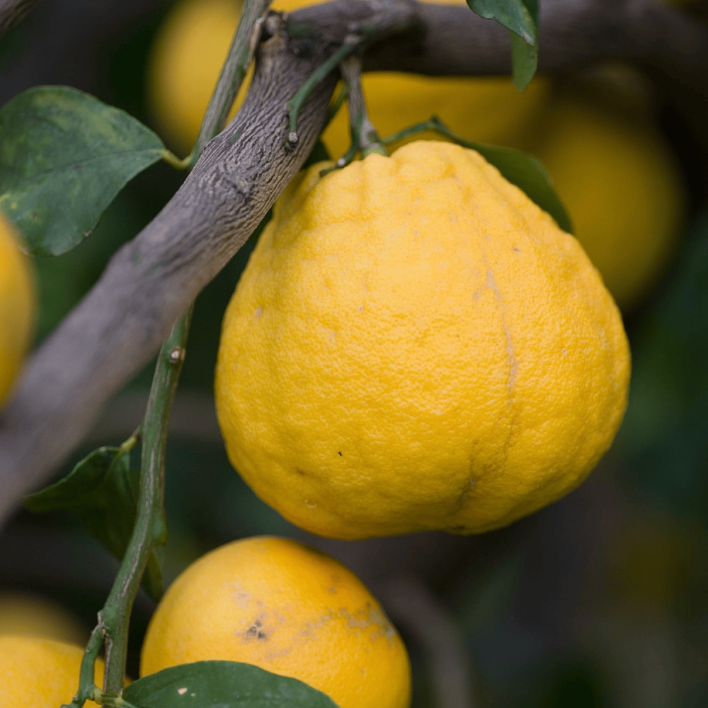 Bergamotto di Calabria EdP 50 ml