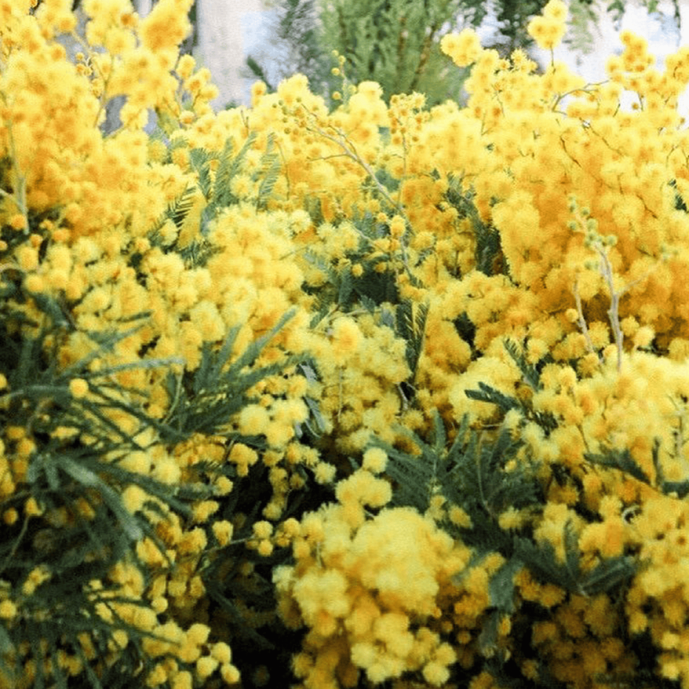 Mimosa Tanneron EdP 50 ml