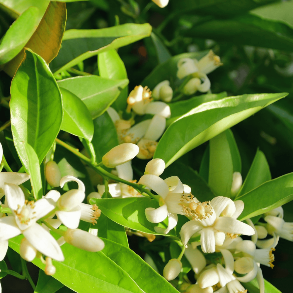 Neroli Mediterraneo EdP 50 ml