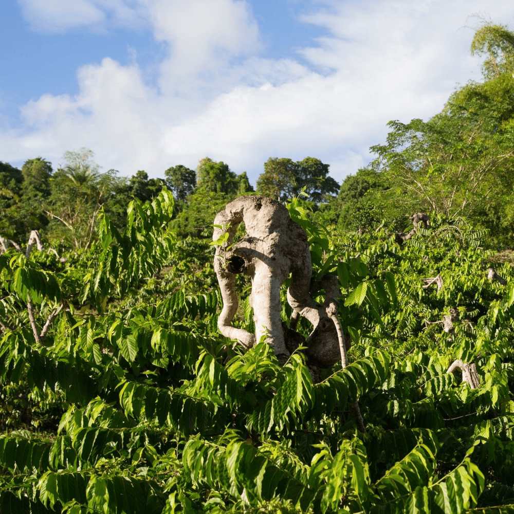 Ylang Ylang Nosy Be EdP 50 ml