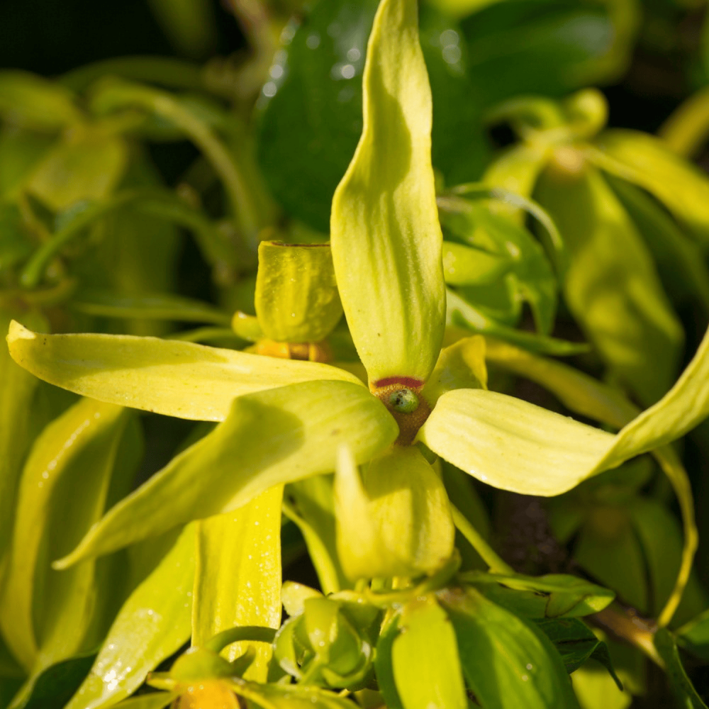 Ylang Ylang Nosy Be EdP 50 ml