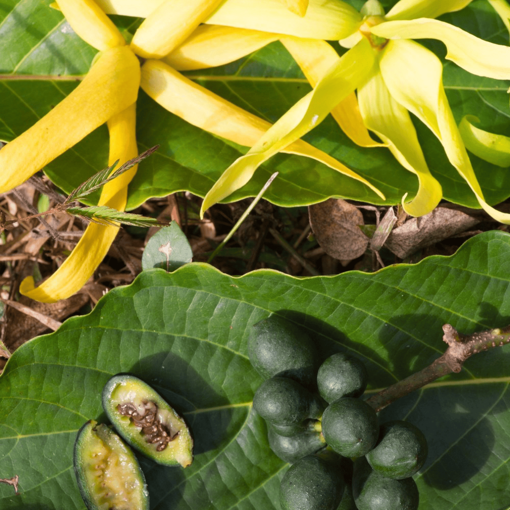 Ylang Ylang Nosy Be Extract de Parfum 50 ml