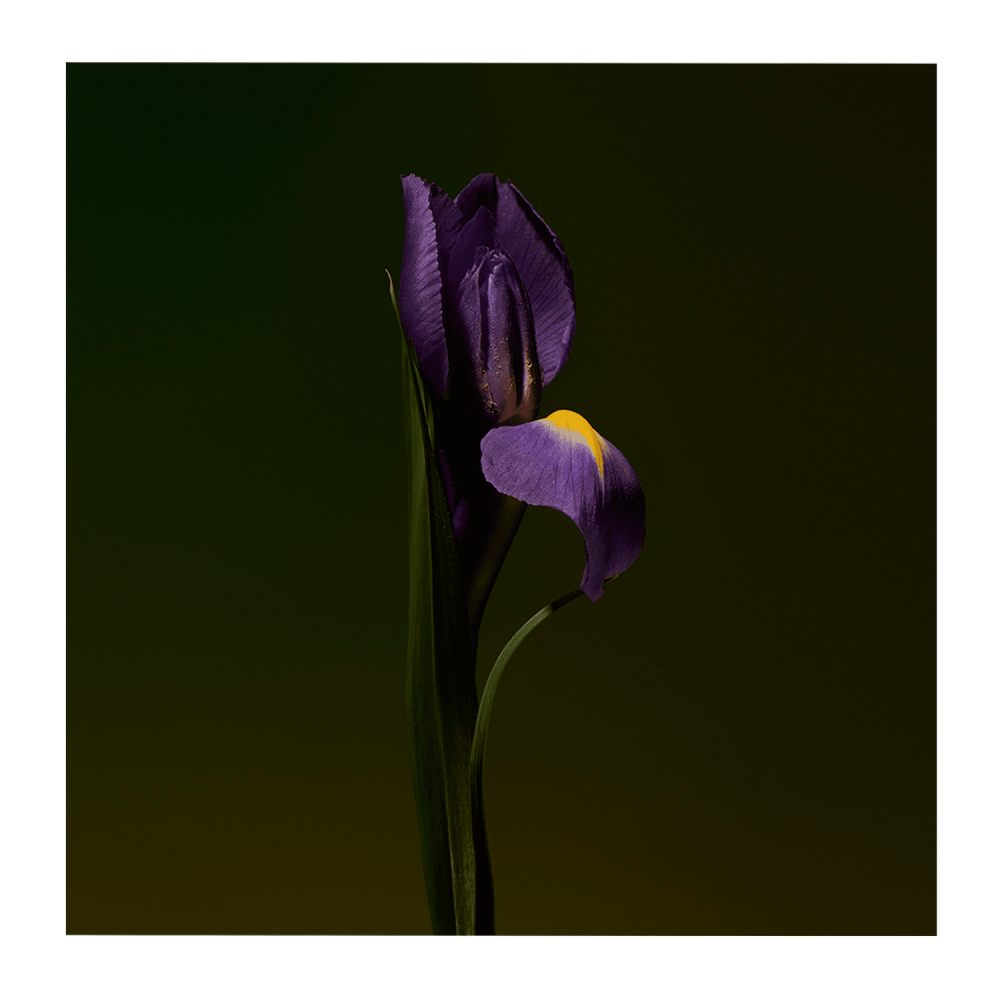 Iris Shot Extract de Parfum 100 ml