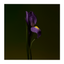 Iris Shot Extract de Parfum 15 ml