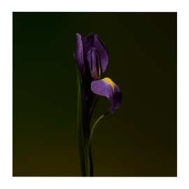 Iris Shot Extract de Parfum