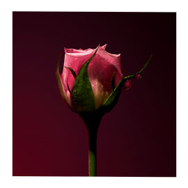 Rose Shot Extract de Parfum