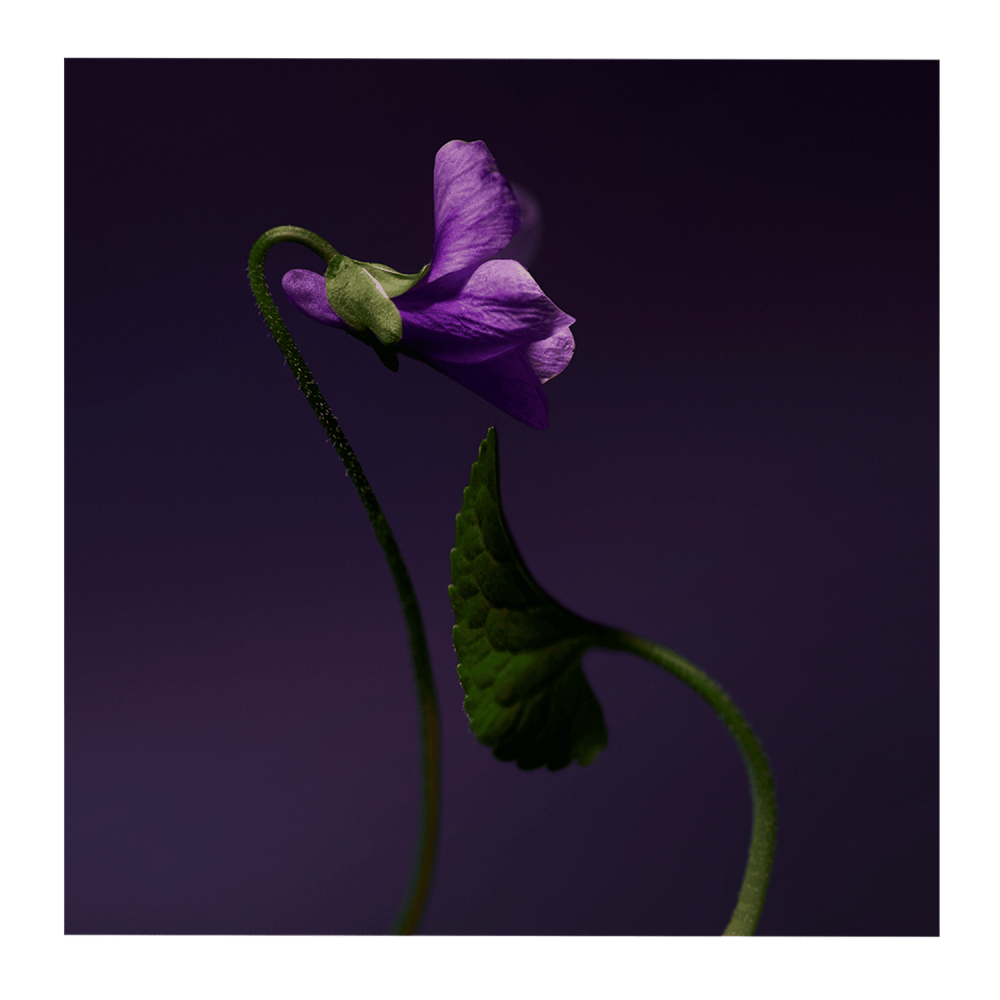 Violet Shot Extract de Parfum 15 ml