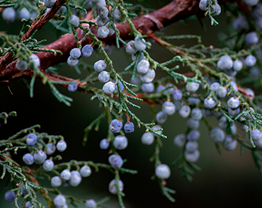 Perfume notes. Juniper