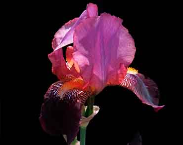 Iris Shot Olfactive Studio Original